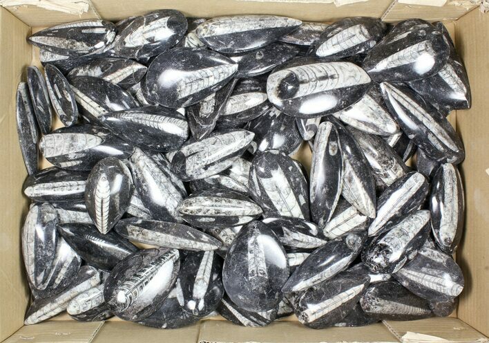 Lot: Polished Orthoceras Fossils (-) - Pieces #80743